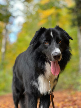 Stressabbau: ein gestresster Hund entspannt sich