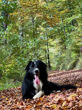 Meridianbalance: Hund liegt entspannt im Wald