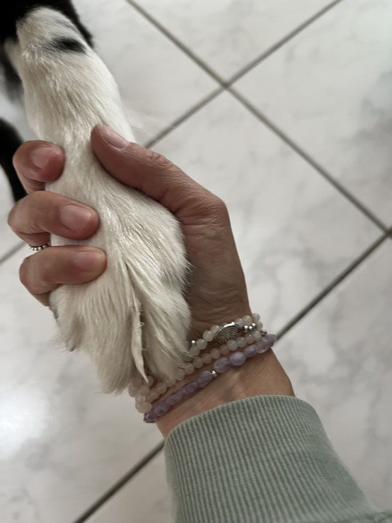 Eine Hundepfote in der Hand von Andrea Jeger.