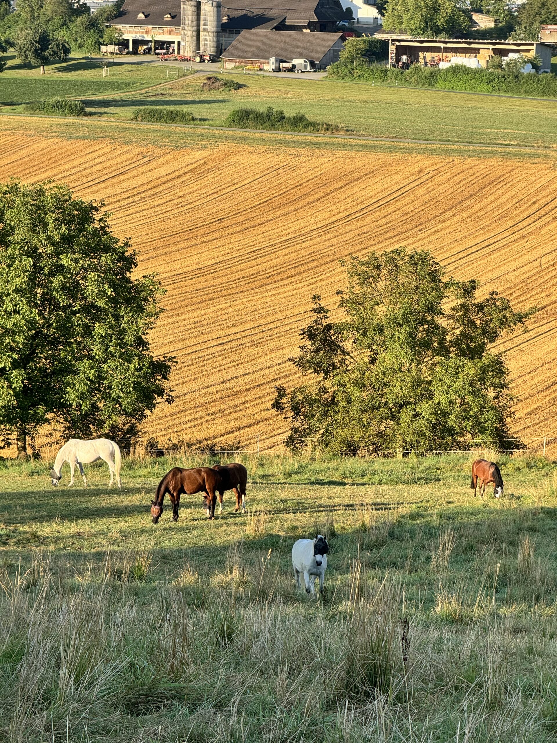 Die Sommersonnenwende als Herzöffner